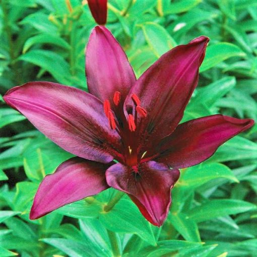 Lilium Dark Secret  - Liliom