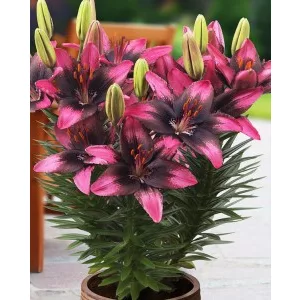 Lilium Trendy Santiago - Liliom
