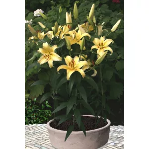 Lilium Gold Fever (14/+) - Liliom