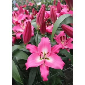 Lilium Brusago (14/+) - Liliom