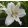 Lilium Crystal Blanca (14/+) - Liliom