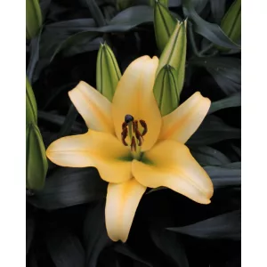 Lilium Galloway (14/+) - Liliom