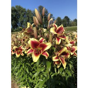 Lilium Flavia (14/+) - Liliom