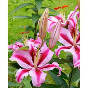 Lilium Jaybird (14/+) - Liliom