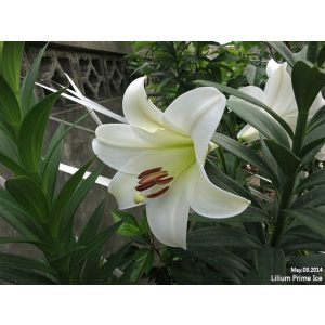 Lilium Prime Ice (14/+) - Liliom