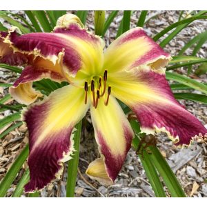 Hemerocallis Absolute Ripper - Sásliliom