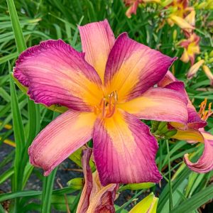 Hemerocallis Dutch Star - Sásliliom