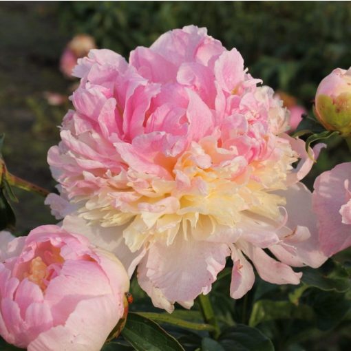 Paeonia Raspberry Sundae - Bazsarózsa