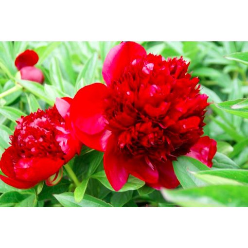 Paeonia Rubra Plena - Bazsarózsa