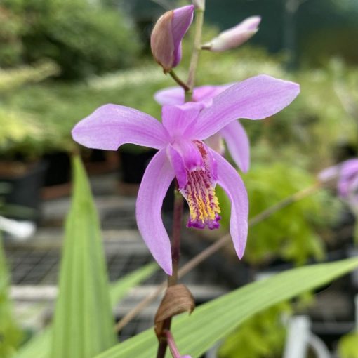 Bletilla Penway Long Stem - Jácintorchidea