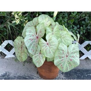 Caladium Limelite (I.) - Tarkalevél