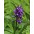 Dactylorhiza aristata (p9*9) - Ujjaskosbor