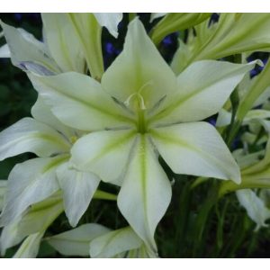 Gladiolus tristis var. concolor - Kardvirág
