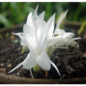 Kaempferia rotunda Himalayan Easter