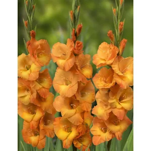 Gladiolus Cornelli - Kardvirág