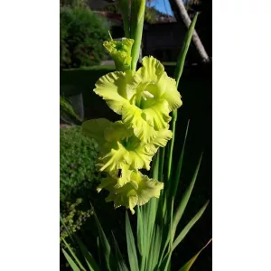 Gladiolus Emerald Ripple - Kardvirág