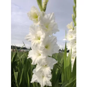 Gladiolus Flevo Ice - Kardvirág