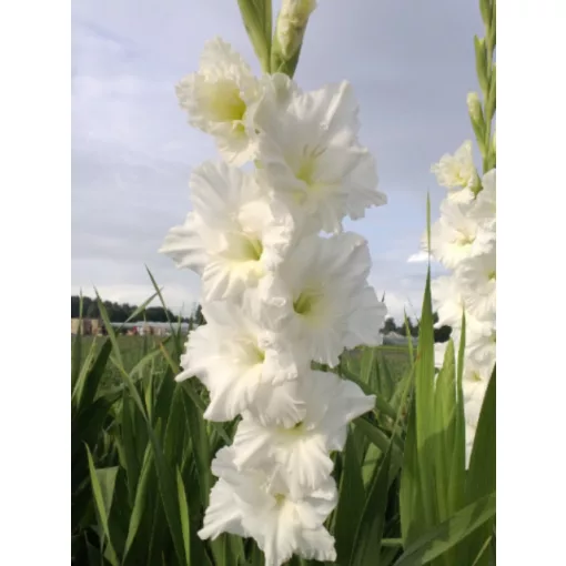 Gladiolus Flevo Ice - Kardvirág