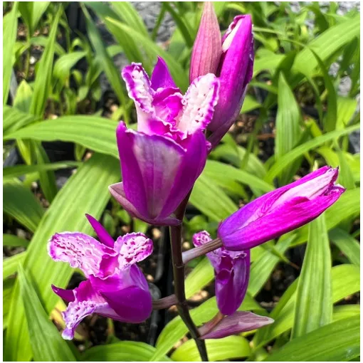Bletilla Trilips (I.) - Jácintorchidea