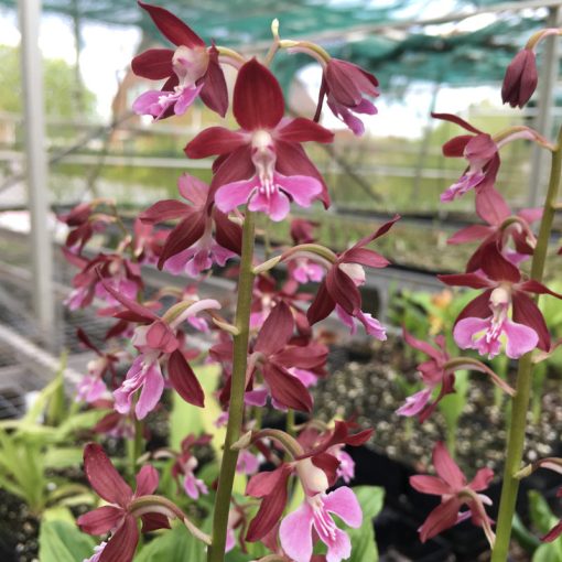 Calanthe discolor x Kozu red (p9*9)