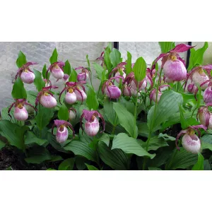 Cypripedium kentuckiense x tibeticum (p10*10)