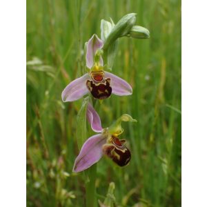 Ophrys apifera (p9*9) - Méhbangó