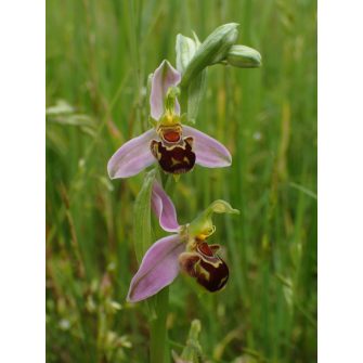 Ophrys - Méhbangó