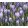 Crocus tommasianus Hummingbird - Krókusz