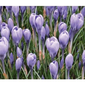 Crocus tommasianus Hummingbird - Krókusz