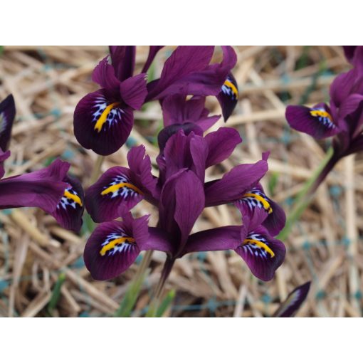 Iris reticulata Rejoice - Recéshagymájú írisz