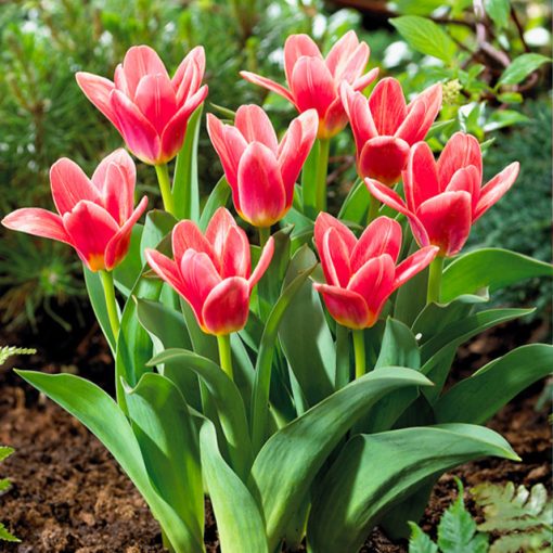 Tulipa Fashion - Tulipán
