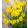 Narcissus More and More - Nárcisz
