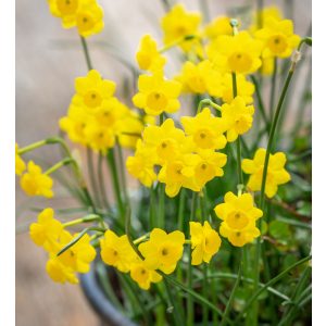 Narcissus More and More - Nárcisz