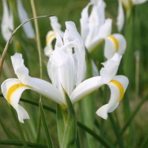 Iris reticulata Louise - Recéshagymájú írisz