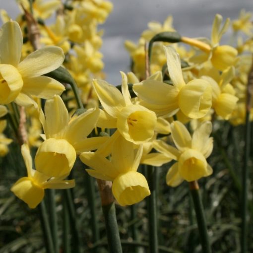 Narcissus Angels Whisper - Nárcisz