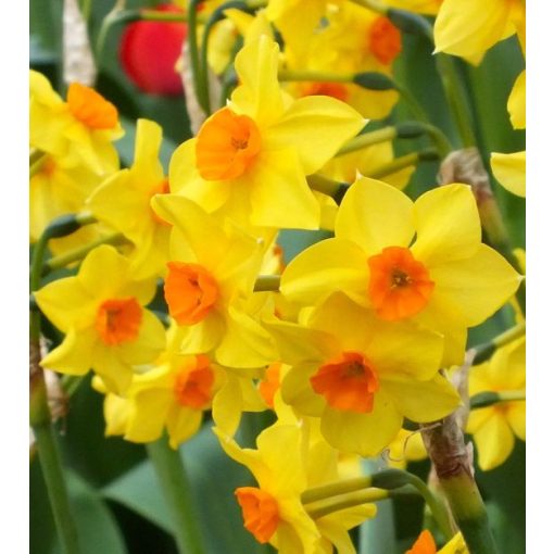 Narcissus Falconet - Nárcisz