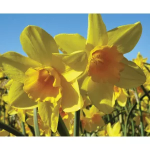 Narcissus Garden Opera - Nárcisz ®