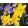 Narcissus Sweetness - Nárcisz