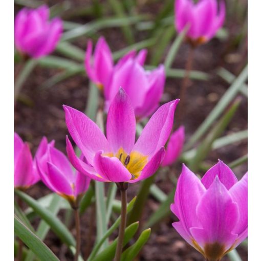 Tulipa humilis Helene - Tulipán
