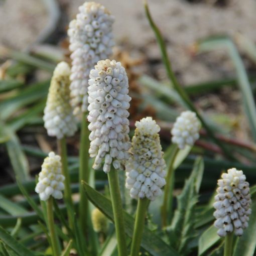 Muscari White Spear - Fürtös gyöngyike