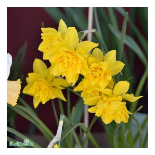 Narcissus odorus Double Campernelle - Nárcisz