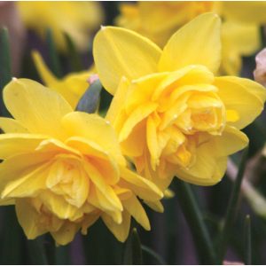 Narcissus Pencrebar - Nárcisz