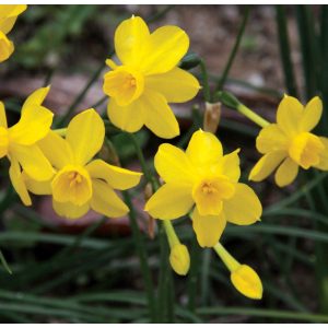 Narcissus Twinkling Yellow - Nárcisz