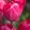 Tulipa Lady van Eijk - Tulipán ®