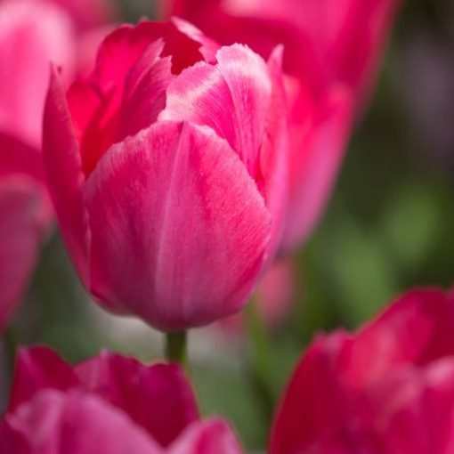 Tulipa Lady van Eijk - Tulipán ®