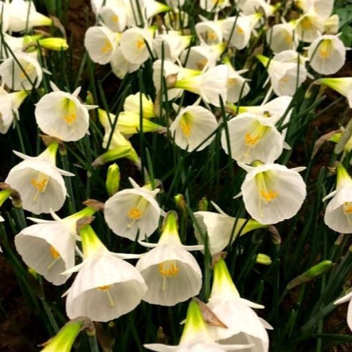 Narcissus White Petticoat - Nárcisz