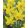 Narcissus Yellow Sailboat - Nárcisz
