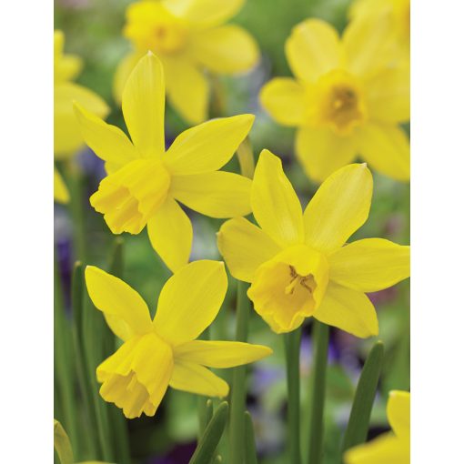 Narcissus Yellow Sailboat - Nárcisz