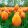 Tulipa Blushing Apeldoorn - Tulipán ®