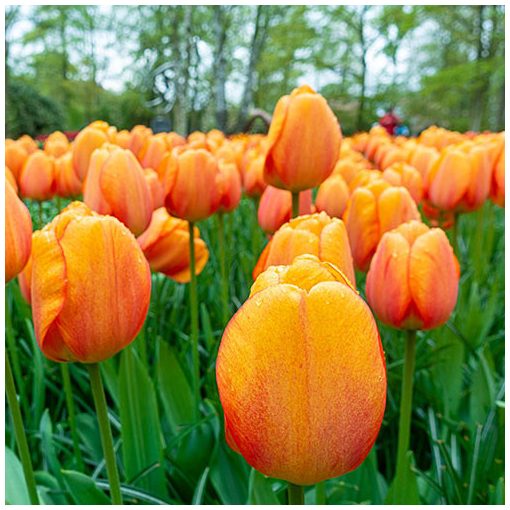 Tulipa Blushing Apeldoorn - Tulipán ®